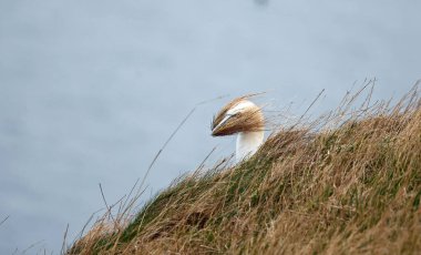 Winswept sümsük kuşları yuva malzemesi topluyor