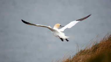 Sümsük kuşları uçurumların üzerinde süzülüyor 