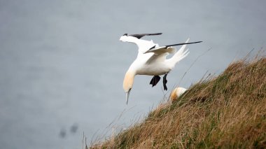 Sümsük kuşları uçurumların üzerinde süzülüyor 
