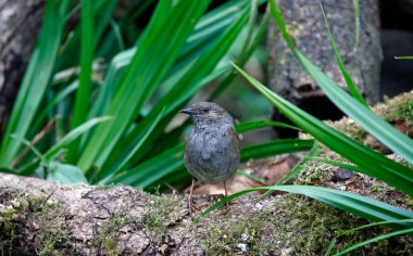 Dunnock ormanda besleniyor.