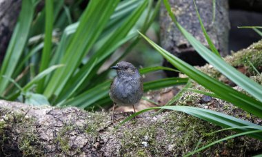 Dunnock ormanda besleniyor.