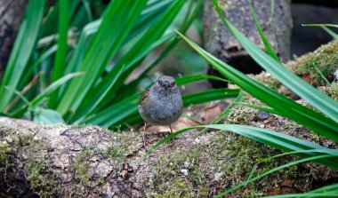 Dunnock ormanda besleniyor.