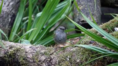 Dunnock ormanda besleniyor.