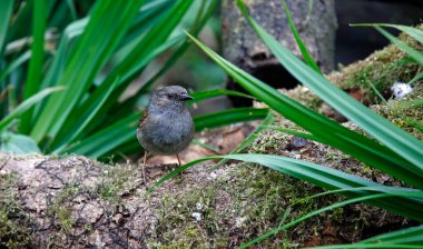 Dunnock ormanda besleniyor.