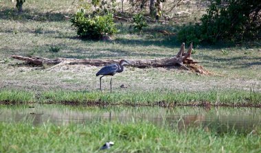 Botswana 'daki Okavango deltasındaki Goliath balıkçıl balığı.