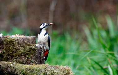 Büyük benekli ağaçkakan ormanda besleniyor.