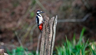 Büyük benekli ağaçkakan ormanda besleniyor.
