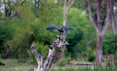 Afrikalı dartçı ağaçta kanatlarını kurutuyor