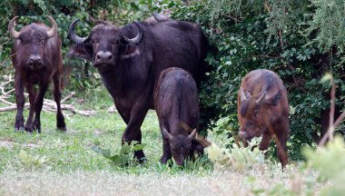Afrika çalılarında bufalo