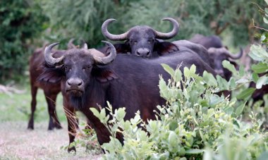 Afrika çalılarında bufalo