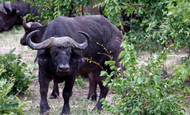 Afrika çalılarında bufalo