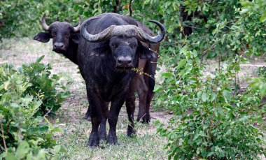 Afrika çalılarında bufalo