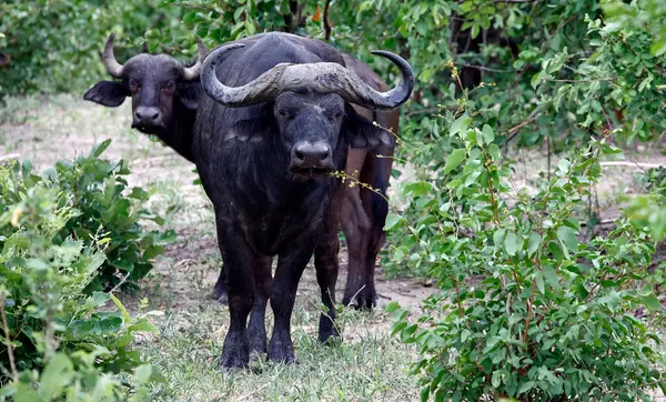 Afrika çalılarında bufalo