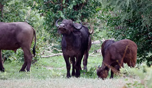 Afrika çalılarında bufalo