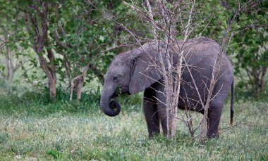 Yaprak yiyen genç Afrika fili