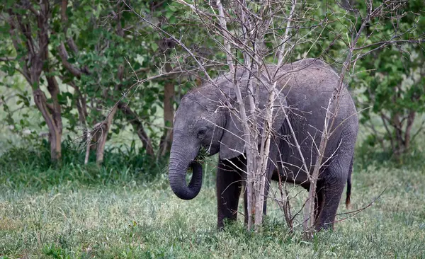 Yaprak yiyen genç Afrika fili