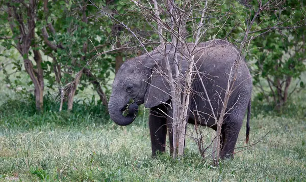 Yaprak yiyen genç Afrika fili