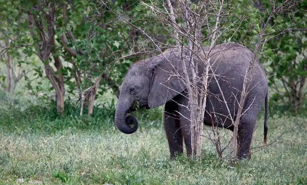Yaprak yiyen genç Afrika fili