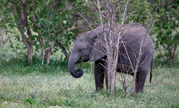Yaprak yiyen genç Afrika fili