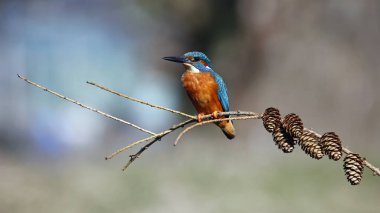 Çam kozalaklı bir dalda erkek balıkçı.