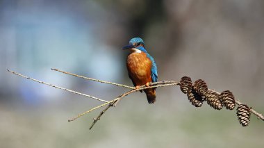 Çam kozalaklı bir dalda erkek balıkçı.