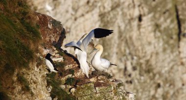 Yuvalanan sümsük kuşları kayalıklarda