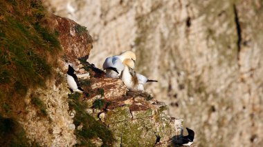 Yuvalanan sümsük kuşları kayalıklarda