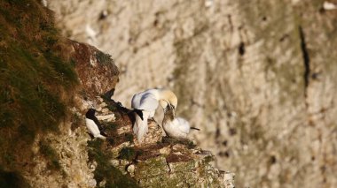 Yuvalanan sümsük kuşları kayalıklarda