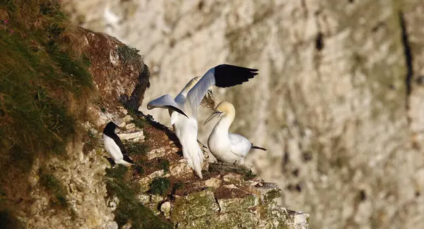 Yuvalanan sümsük kuşları kayalıklarda