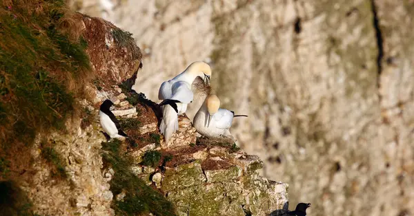 Yuvalanan sümsük kuşları kayalıklarda