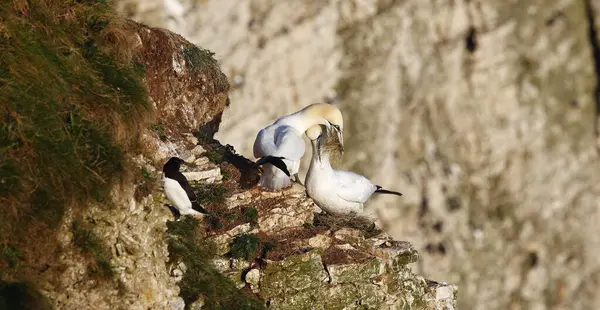 Yuvalanan sümsük kuşları kayalıklarda