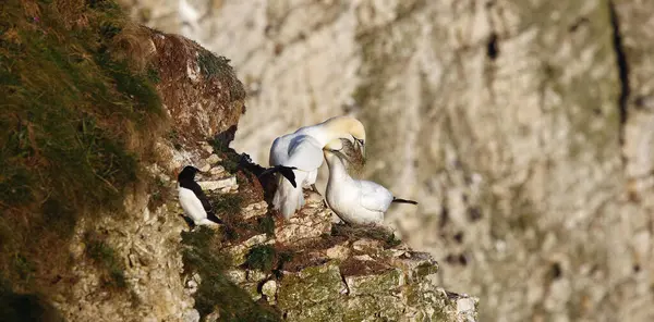 Yuvalanan sümsük kuşları kayalıklarda