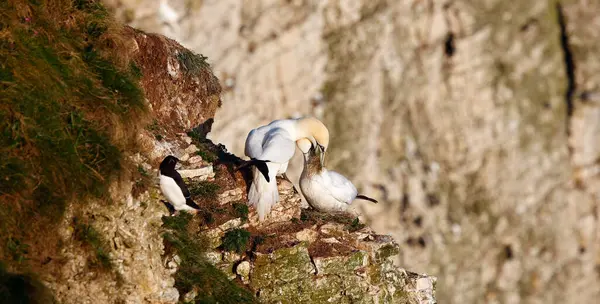 Yuvalanan sümsük kuşları kayalıklarda