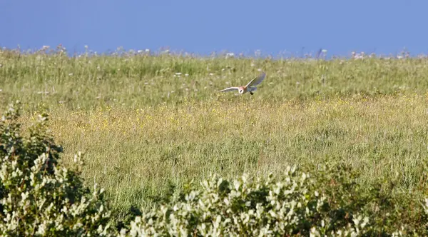 Ahır baykuşu akşam güneşinde avlanıyor