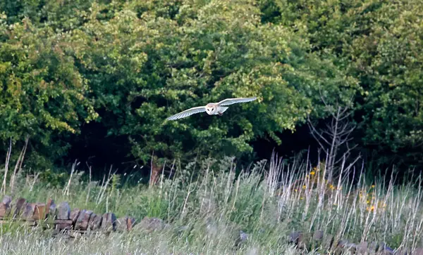 Ahır baykuşu akşam güneşinde avlanıyor