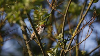 Ağaca tünemiş ağaç serçesi