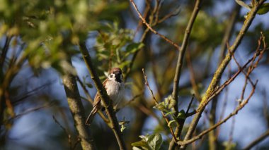 Ağaca tünemiş ağaç serçesi