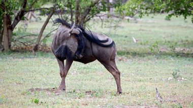 Botswana 'daki Okavango deltasındaki mavi antiloplar.