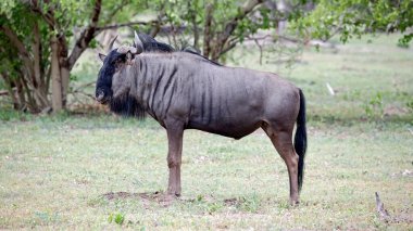 Botswana 'daki Okavango deltasındaki mavi antiloplar.