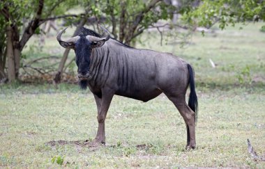 Botswana 'daki Okavango deltasındaki mavi antiloplar.