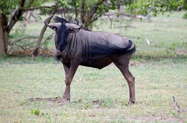 Botswana 'daki Okavango deltasındaki mavi antiloplar.
