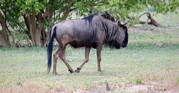 Botswana 'daki Okavango deltasındaki mavi antiloplar.