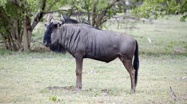 Botswana 'daki Okavango deltasındaki mavi antiloplar.