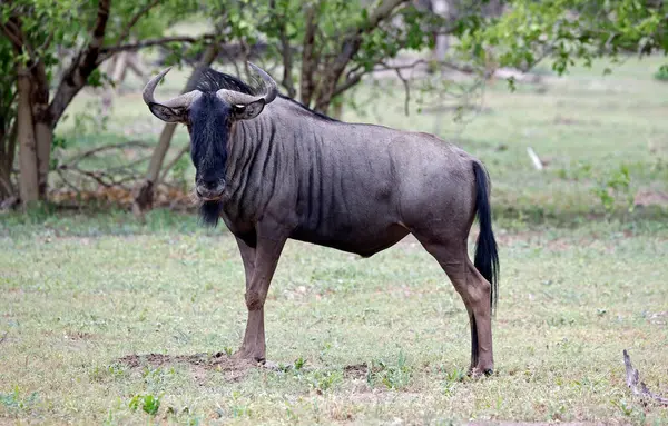 Botswana 'daki Okavango deltasındaki mavi antiloplar.