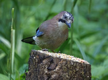 Orman beslenme sahasında Jays