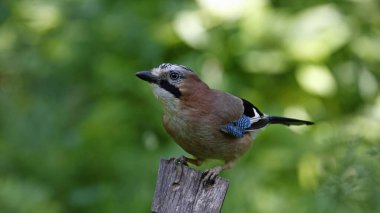 Orman beslenme sahasında Jays