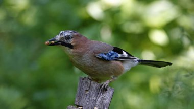 Orman beslenme sahasında Jays