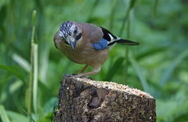 Orman beslenme sahasında Jays