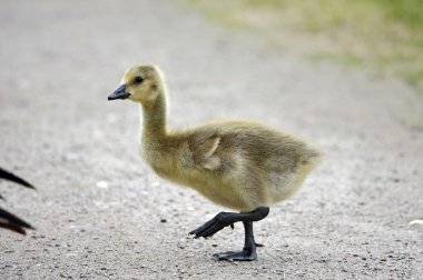 Goslings kumlu bir yoldan geçiyor