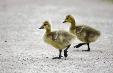 Goslings kumlu bir yoldan geçiyor